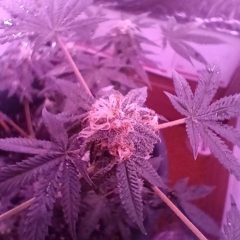 HeadCrusher growlog timeline photo