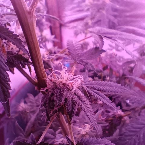 HeadCrusher growlog timeline photo