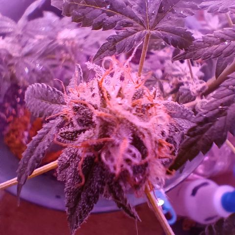 HeadCrusher growlog timeline photo