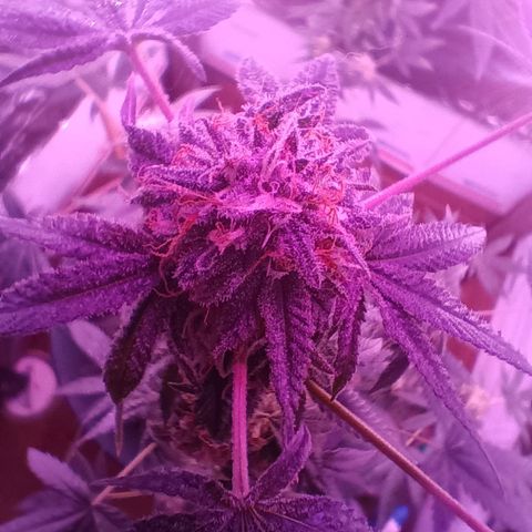 HeadCrusher growlog timeline photo