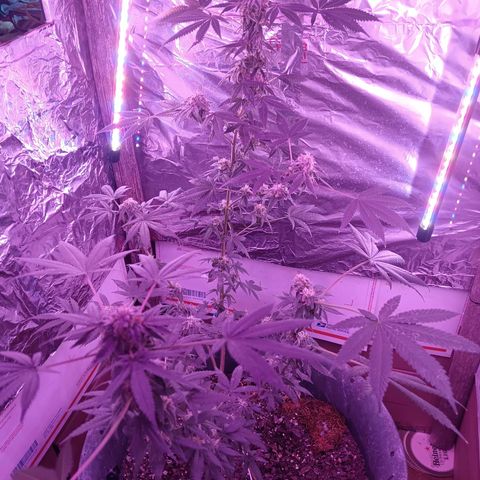 HeadCrusher growlog timeline photo