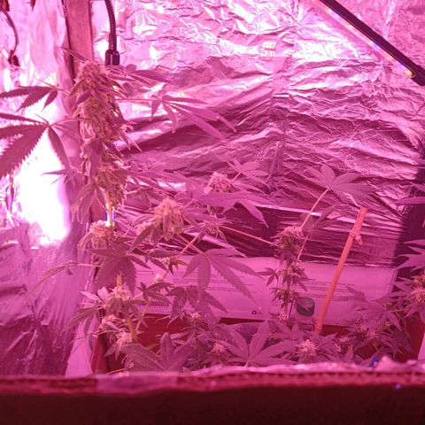 HeadCrusher growlog timeline photo