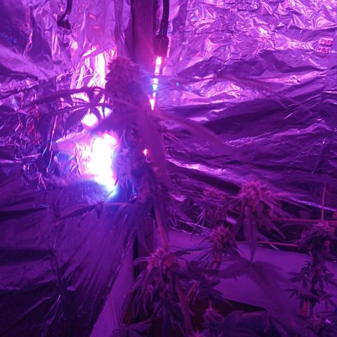 HeadCrusher growlog photo: Not sure how this is gonna turn out home