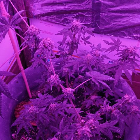 HeadCrusher growlog photo: Harvested top ⅓ or ⅜ maybe ½. Bottom just isn't ready. Top maybe over ripe trying to let bottom catch up