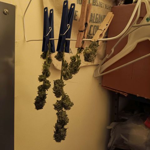 HeadCrusher growlog photo: Harvested top ⅓ or ⅜ maybe ½. Bottom just isn't ready. Top maybe over ripe trying to let bottom catch up