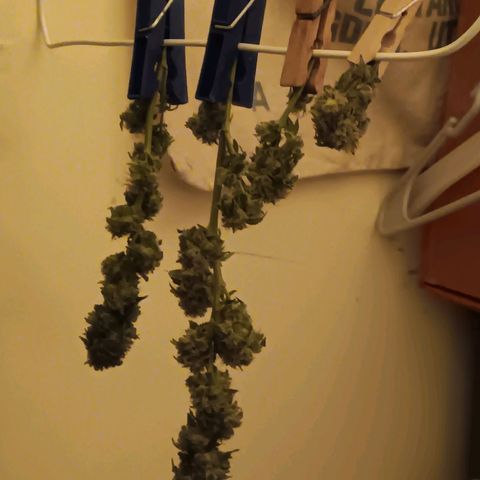 HeadCrusher growlog photo: Harvested top ⅓ or ⅜ maybe ½. Bottom just isn't ready. Top maybe over ripe trying to let bottom catch up