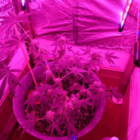 HeadCrusher growlog photo: Harvested top ⅓ or ⅜ maybe ½. Bottom just isn't ready. Top maybe over ripe trying to let bottom catch up