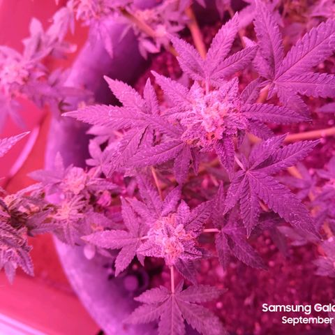 HeadCrusher growlog photo: Harvested top of tree. Letting bottom age a little