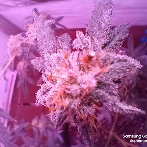 HeadCrusher growlog photo: Harvested top of tree. Letting bottom age a little