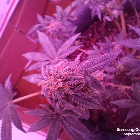 HeadCrusher growlog photo: Harvested top of tree. Letting bottom age a little