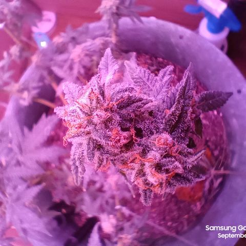 HeadCrusher growlog photo: Harvested top of tree. Letting bottom age a little