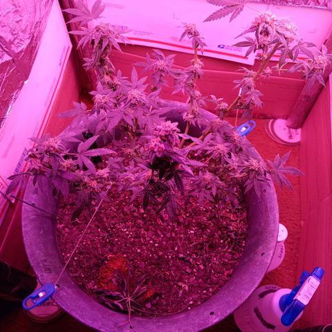 HeadCrusher growlog photo: Harvested top of tree. Letting bottom age a little