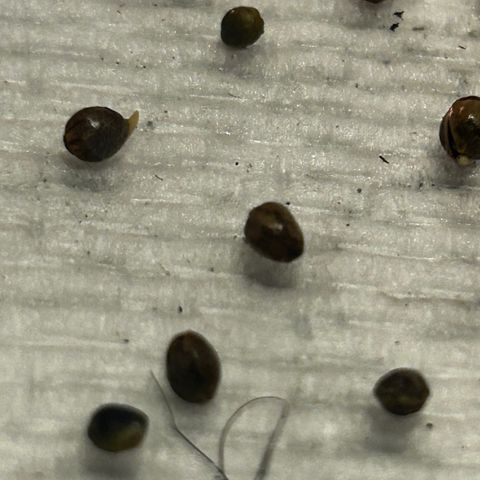 Great Ape growlog timeline photo
