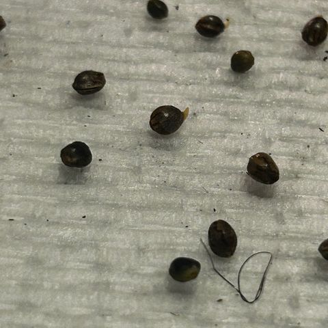 Great Ape growlog timeline photo