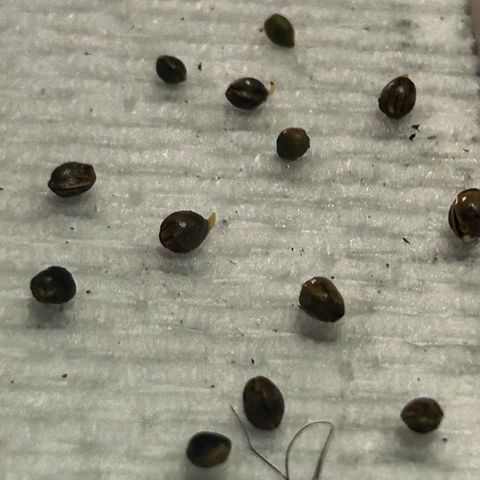 Great Ape growlog timeline photo
