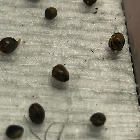 Great Ape growlog timeline photo