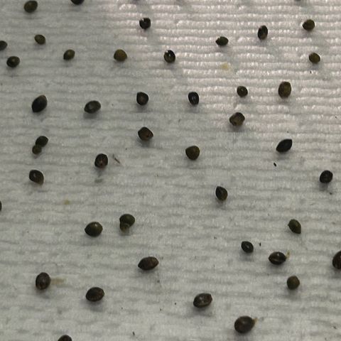 Great Ape growlog timeline photo