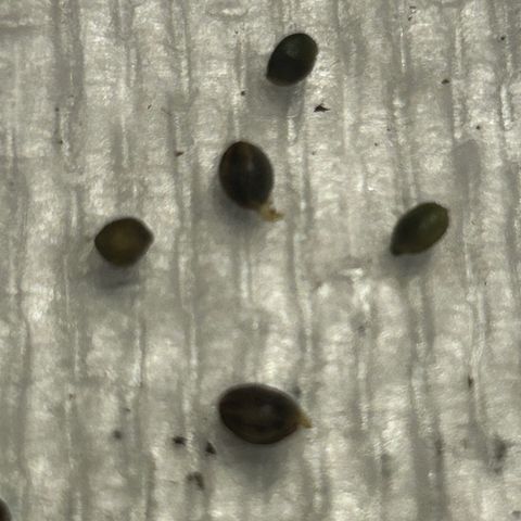 Great Ape growlog timeline photo