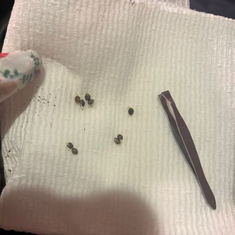 Great Ape growlog timeline photo