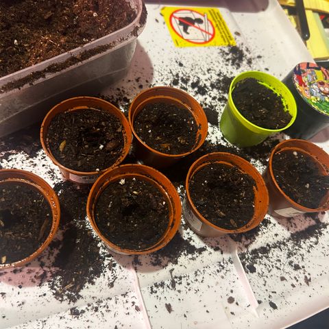 Great Ape growlog timeline photo