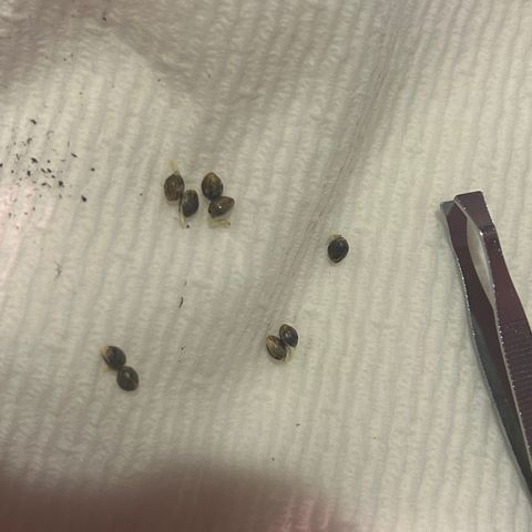 Great Ape growlog timeline photo