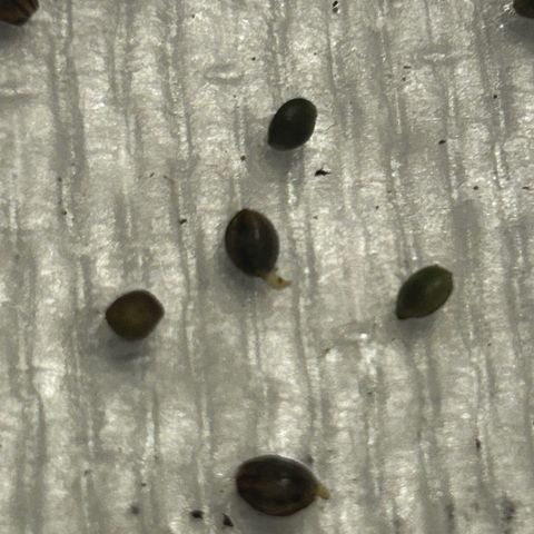 Great Ape growlog timeline photo