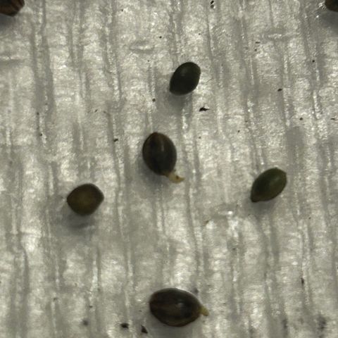 Great Ape growlog timeline photo