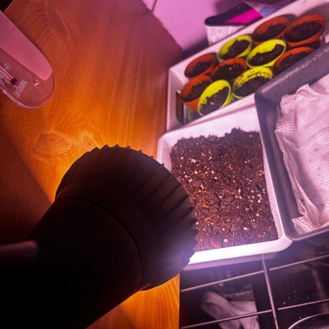 Great Ape growlog photo: Nothing sporting yet