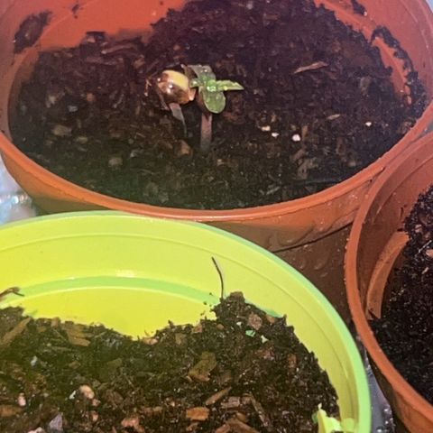 Great Ape growlog timeline photo