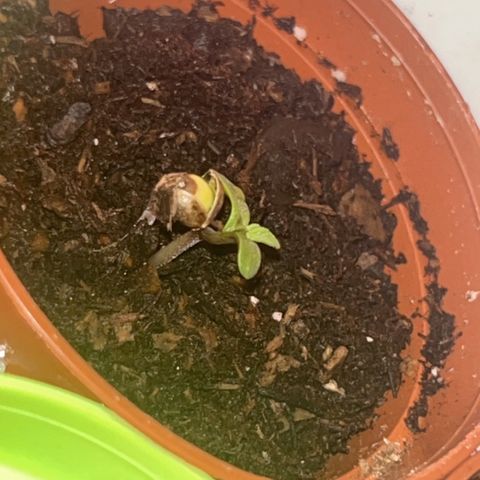 Great Ape growlog timeline photo