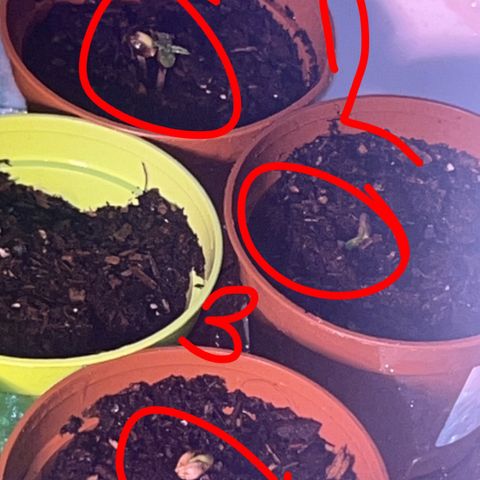 Great Ape growlog timeline photo