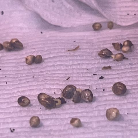 Great Ape growlog timeline photo