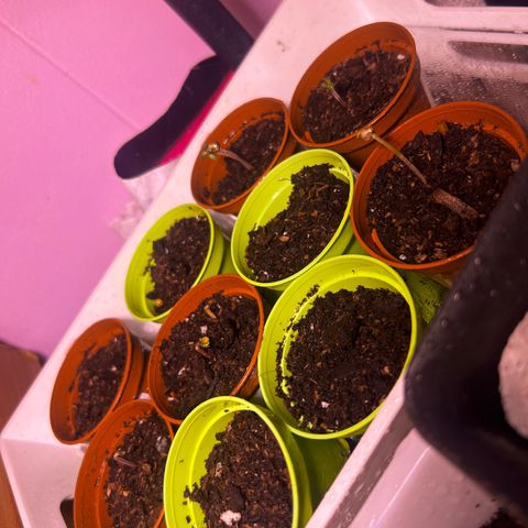 Great Ape growlog timeline photo