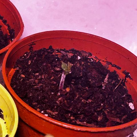 Great Ape growlog timeline photo
