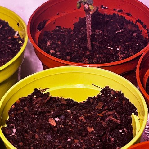 Great Ape growlog timeline photo