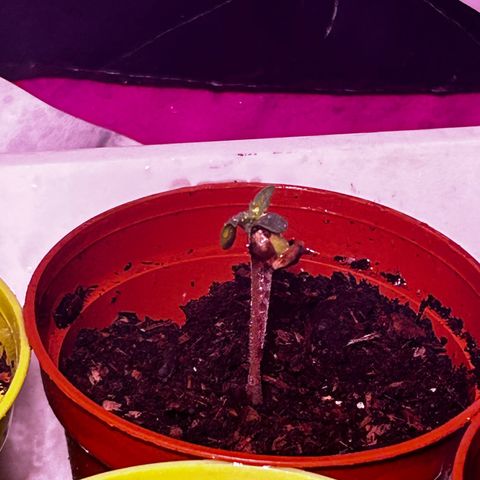 Great Ape growlog timeline photo