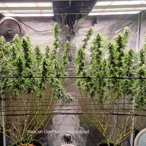 Fem Garlicane x male Jack the Ripper f2 #4 #2 growlog photo: Fem Garlicane x with male Jack the Ripper f2 #4 by IrieGenetics in Colorado. 
