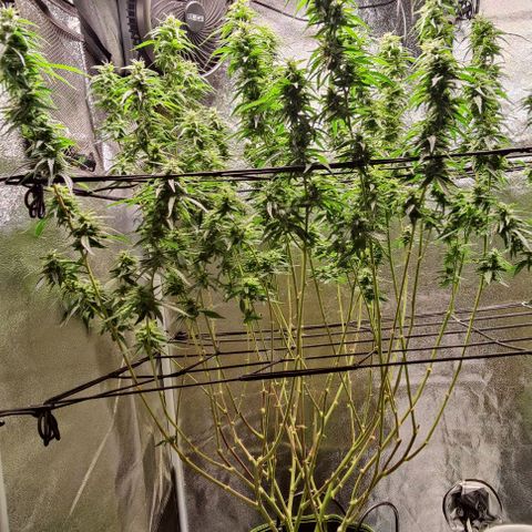 Fem Garlicane x male Jack the Ripper f2 #4 #2 growlog photo: Both fem Gralicanes x with male Jack the Ripper f2 #4 by Irie Genetics to produce my first cultivar called GarlicRipper™. 