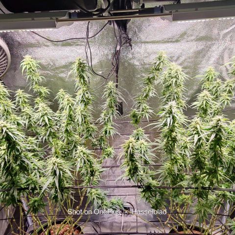 Fem Garlicane x male Jack the Ripper f2 #4 #2 growlog photo: Both fem Gralicanes x with male Jack the Ripper f2 #4 by Irie Genetics to produce my first cultivar called GarlicRipper™. 