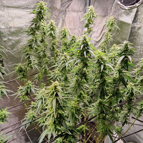 Fem Garlicane x male Jack the Ripper f2 #4 #1 growlog photo: Breeding purposes only. Not for flower. 