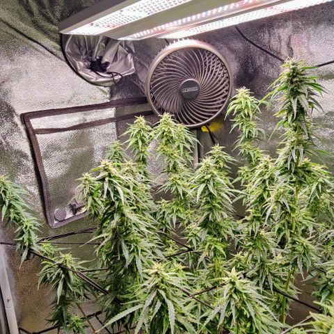 Fem Garlicane x male Jack the Ripper f2 #4 #2 growlog photo: Breeding purposes only. Not for flower. 