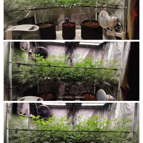 Fem Garlicane x male Jack the Ripper f2 #4 #2 growlog photo: 10 years of private home growing and last 5 years in commercial cultivation but new to breeding. This is my first cultivar called Garlic Ripper™. Still about 2 weeks out from harvest and cant wait to have a hand full of seeds from a cultivar that I created. Not sure how it'll turn out as far as terpene profile, it's effects, thc/cbd potency or indica/sativa dom. 🤷‍♂️