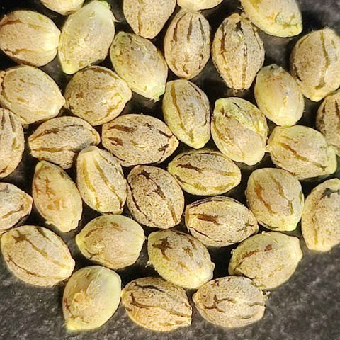 Fem Garlicane x male Jack the Ripper f2 #4 #1 growlog photo: First round of seeds for R and D. 