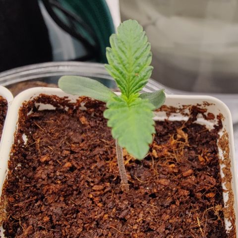 Fuel Biscuits #1 growlog timeline photo