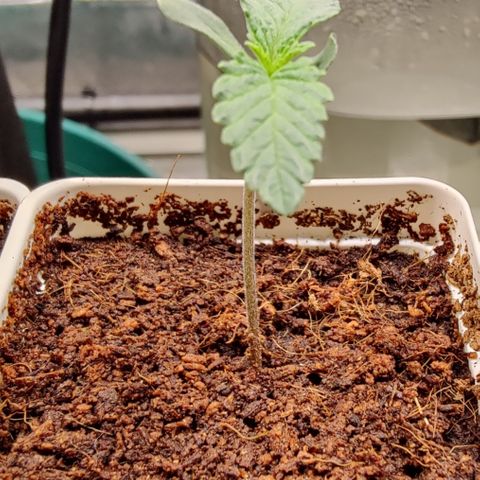 Fuel Biscuits #1 growlog timeline photo