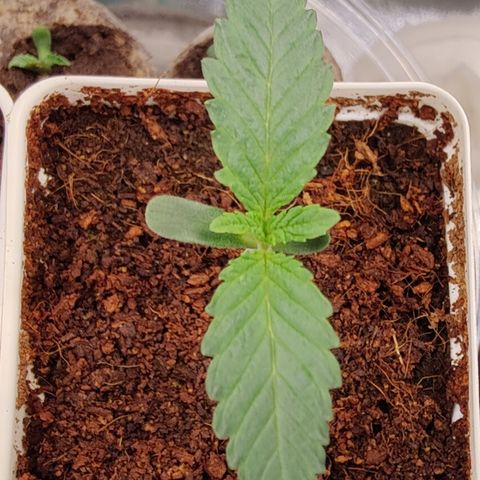 Fuel Biscuits #1 growlog timeline photo