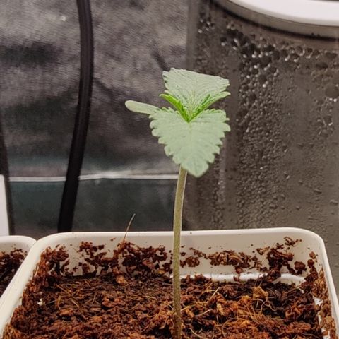 Fuel Biscuits #1 growlog timeline photo