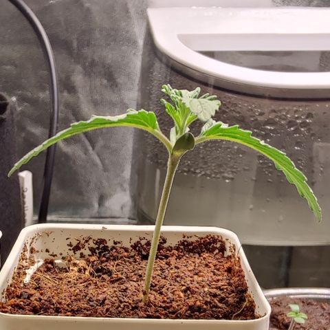 Fuel Biscuits #1 growlog timeline photo