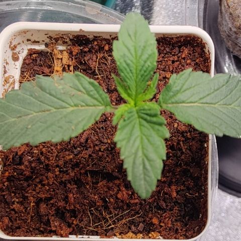 Fuel Biscuits #1 growlog timeline photo