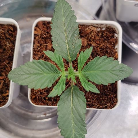 Fuel Biscuits #1 growlog timeline photo